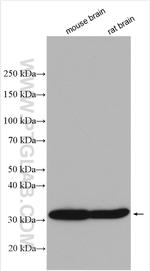 SULT4A1 Antibody in Western Blot (WB)