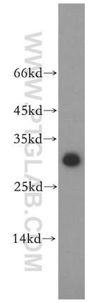THAP1 Antibody in Western Blot (WB)