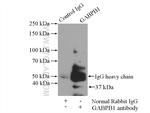 GABPB1 Antibody in Immunoprecipitation (IP)