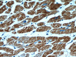 SUCLA2 Antibody in Immunohistochemistry (Paraffin) (IHC (P))