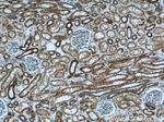 SUCLA2 Antibody in Immunohistochemistry (Paraffin) (IHC (P))