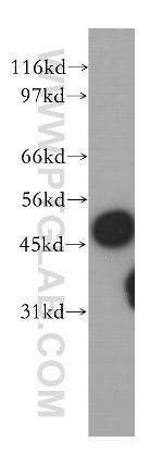 SUCLA2 Antibody in Western Blot (WB)