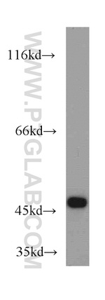 SUCLA2 Antibody in Western Blot (WB)