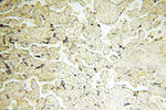 LAMP3 Antibody in Immunohistochemistry (Paraffin) (IHC (P))