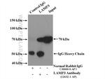 LAMP3 Antibody in Immunoprecipitation (IP)