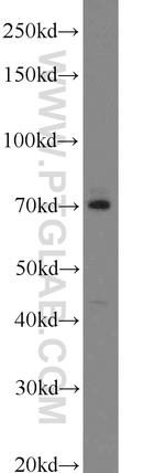 LAMP3 Antibody in Western Blot (WB)