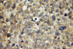 APPL1 Antibody in Immunohistochemistry (Paraffin) (IHC (P))