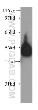 ENPP6 Antibody in Western Blot (WB)