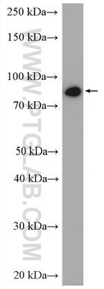 GlnRS Antibody in Western Blot (WB)