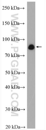 GlnRS Antibody in Western Blot (WB)