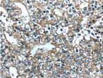 PDE9A Antibody in Immunohistochemistry (Paraffin) (IHC (P))