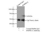 BMPR1A Antibody in Immunoprecipitation (IP)