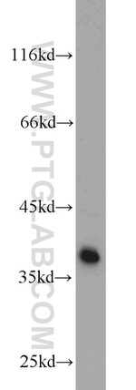 TRAM1 Antibody in Western Blot (WB)