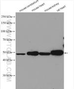 ZNF238 Antibody in Western Blot (WB)