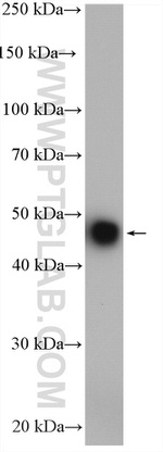 ZNF238 Antibody in Western Blot (WB)