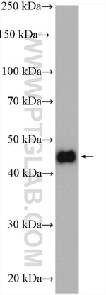 ZNF238 Antibody in Western Blot (WB)