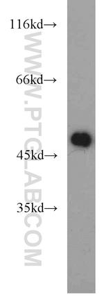 ZNF238 Antibody in Western Blot (WB)