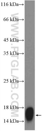 PMP2 Antibody in Western Blot (WB)