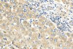 Complement factor H Antibody in Immunohistochemistry (Paraffin) (IHC (P))