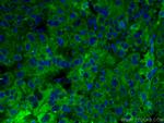 Complement factor H Antibody in Immunohistochemistry (PFA fixed) (IHC (PFA))