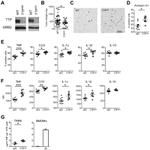 CCL3 (MIP-1 alpha) Antibody in Flow Cytometry (Flow)