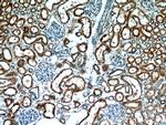 BBS4 Antibody in Immunohistochemistry (Paraffin) (IHC (P))