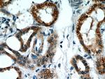 BBS4 Antibody in Immunohistochemistry (Paraffin) (IHC (P))