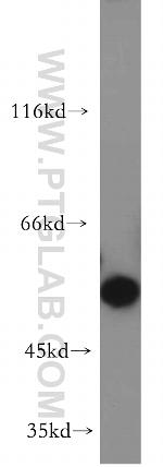 BBS4 Antibody in Western Blot (WB)