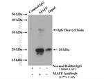 MAFF Antibody in Immunoprecipitation (IP)