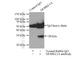 MOBKL1A Antibody in Immunoprecipitation (IP)