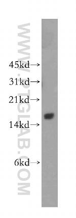 GAGE1 Antibody in Western Blot (WB)
