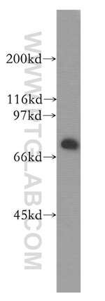 HSPA2 Antibody in Western Blot (WB)