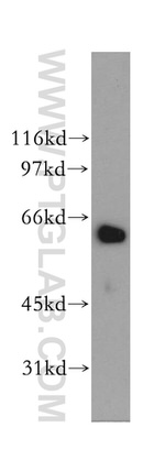 LGTN Antibody in Western Blot (WB)