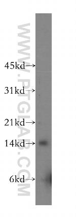 Galectin 2 Antibody in Western Blot (WB)