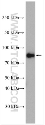 CUL1 Antibody in Western Blot (WB)