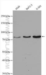 CUL1 Antibody in Western Blot (WB)