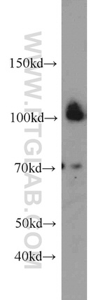 CUL4B Antibody in Western Blot (WB)