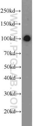 CUL4B Antibody in Western Blot (WB)