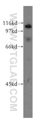 CUL4B Antibody in Western Blot (WB)