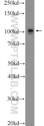 CUL4B Antibody in Western Blot (WB)