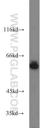 HDAC2 Antibody in Western Blot (WB)