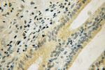 DUSP19 Antibody in Immunohistochemistry (Paraffin) (IHC (P))