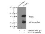 NFE2L1 Antibody in Immunoprecipitation (IP)