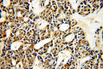 PLK4 Antibody in Immunohistochemistry (Paraffin) (IHC (P))