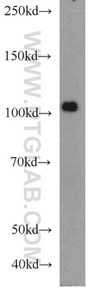 PLK4 Antibody in Western Blot (WB)