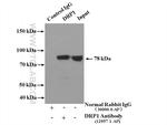 DRP1 (C-terminal) Antibody in Immunoprecipitation (IP)