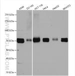 DRP1 (C-terminal) Antibody in Western Blot (WB)