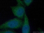 DRP1 (C-terminal) Antibody in Immunocytochemistry (ICC/IF)