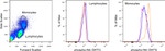 Phospho-AKT1 (Ser473) Antibody