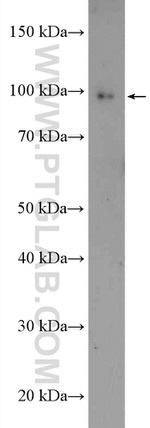 CDC5L Antibody in Western Blot (WB)